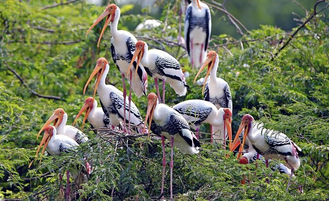 Bharatpur bird Sanctuary tour Picture